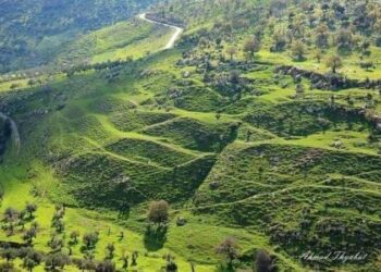 أمطار الخير في عجلون تعزز المزروعات الحقلية والموسمية