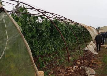 وزير الزراعة يوجّه بحصر أضرار المنخفض الجوي الأخير في محافظات الجنوب