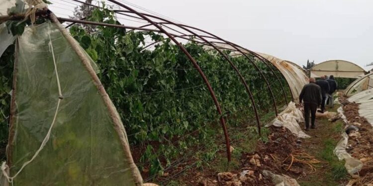 وزير الزراعة يوجّه بحصر أضرار المنخفض الجوي الأخير في محافظات الجنوب