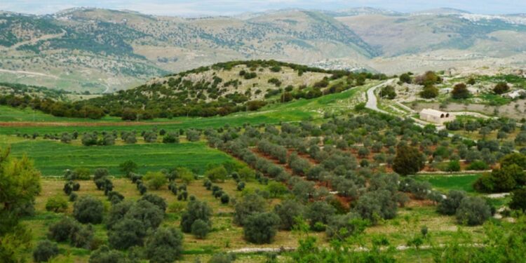 الإدارة المحلية: نظام استعمالات الأراضي يحمي الخريطة الزراعية