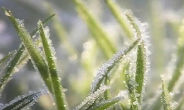 الأرصاد تحذر من تشكل الصقيع في ساعات الصباح الباكر
