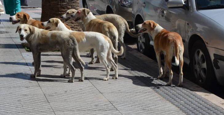 الأمن ينفي وفاة طفلة بعقر الكلاب في إربد