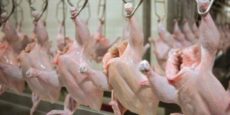 انهيار أسعار الدواجن في السوق المحلية