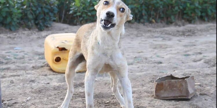 كلب ضال ينهش ثمانيني في إربد