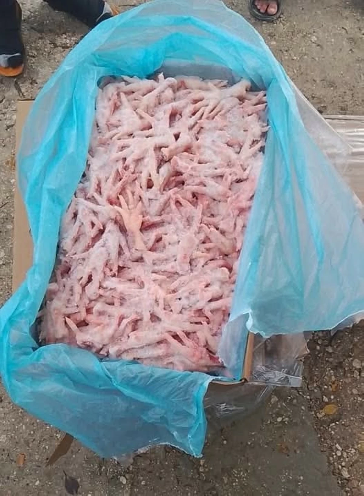 أسر عفيفة تتفاجأ بتوزيع أرجل دجاج عليهم من قبل جهة خاصة