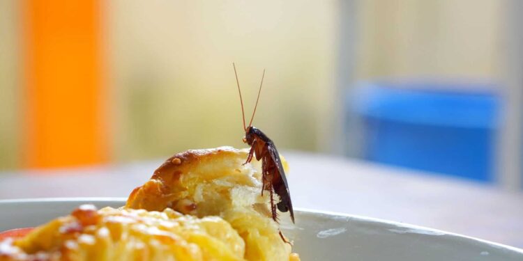 الغذاء والدواء تغلق 3 مطاعم في أحد المولات لوجود حشرات