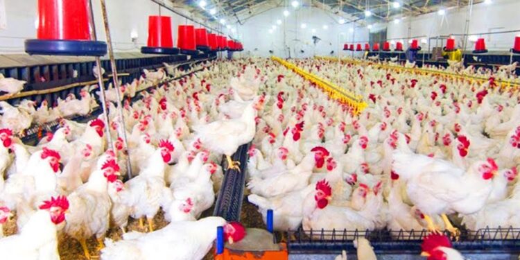 الصناعة والتجارة: لدينا فائض في إنتاج الدجاج والأسعار مستقرة