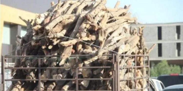 ضبط مركبتين محملتين بأشجار حرجية معمّرة مقطوعة في عجلون