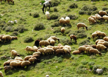 فضيحة .. جنود إسرائيليين يسرقون قطيع أغنام من سوريا