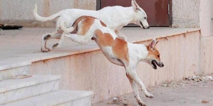 كلاب ضالة تجرح طفلا في الهاشمية.. والحكومة تخطط لزيادة عدد المآوي