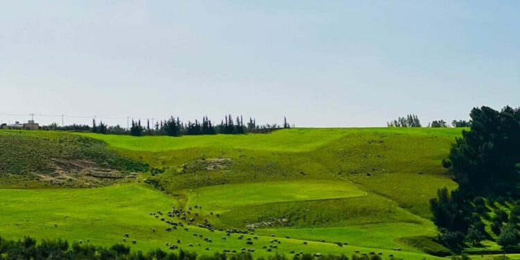 ربيع إربد يستقطب آلاف المتنزهين في الجمعة الأخيرة قبل شهر رمضان