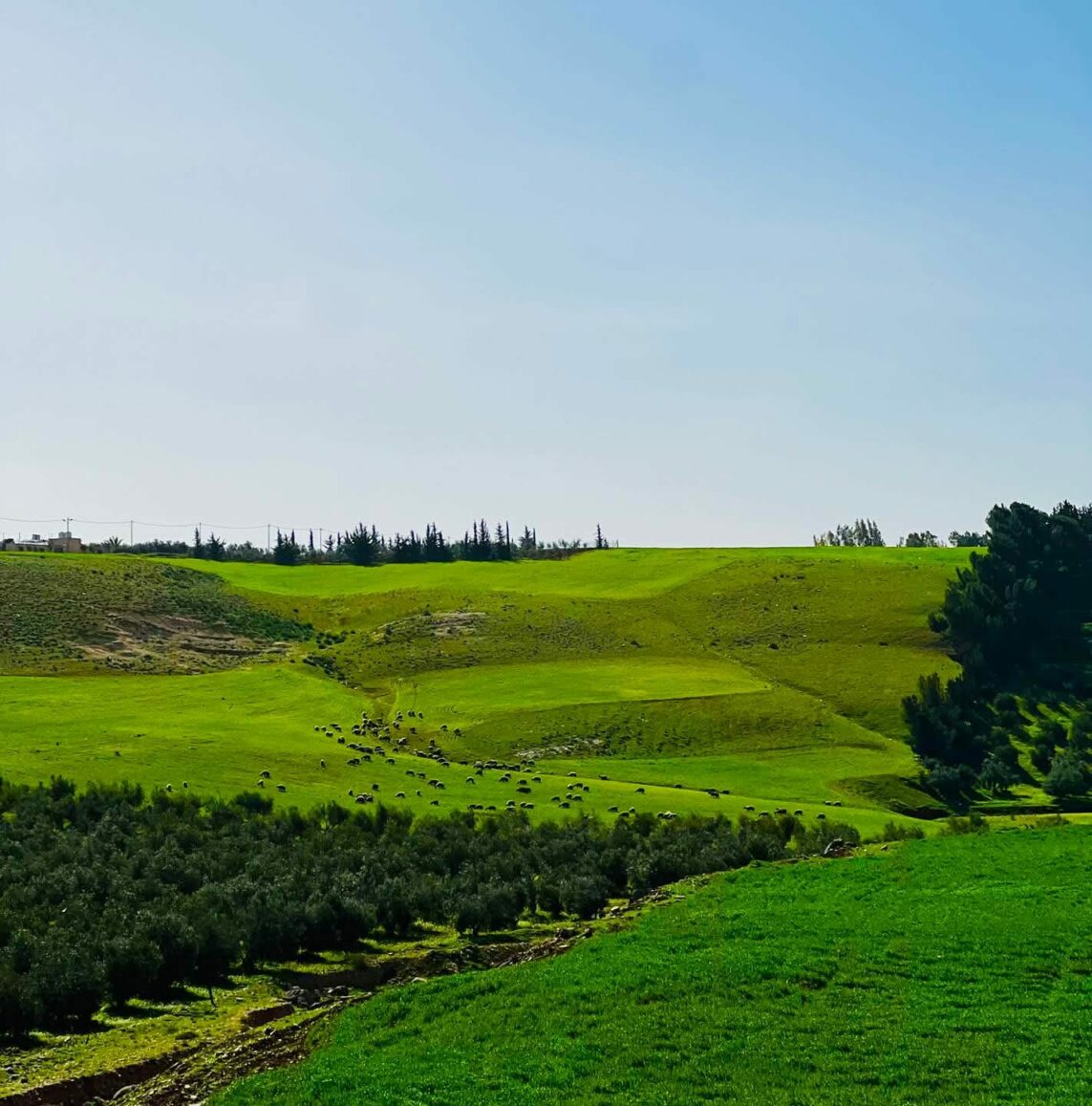 ربيع إربد يستقطب آلاف المتنزهين في الجمعة الأخيرة قبل شهر رمضان