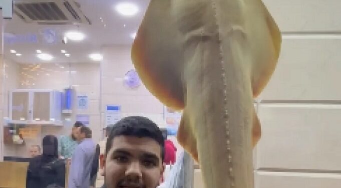 خطوة غير معتادة .. محل في العقبة يبيع سمكة نادرة