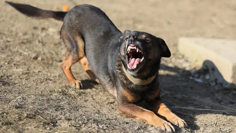 كلب مسعور يمزق أجساد 13 شخصاً في محافظة مصرية