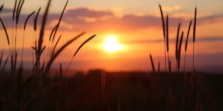 الأحد.. ارتفاع على درجات الحرارة لتسجل أعلى من معدلاتها