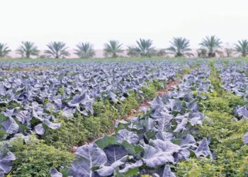 العوران: اللفحة تضرب خضار وادي الأردن والغلاء غير مبرر