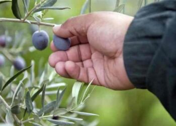 زراعة جرش تدعو لرش أشجار الزيتون بـ اليورون والزنك
