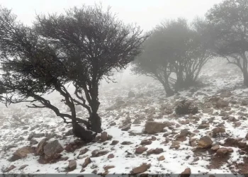 أمطار غزيرة وثلوج جنوباً.. وآمال بانتعاش الموسم الزراعي