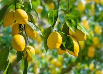 أسعار الليمون عند 1.70 دينار .. وجمعية الحمضيات : طبيعية