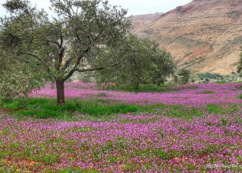 عودة مفاجئة لبرد الشتاء في عز الربيع