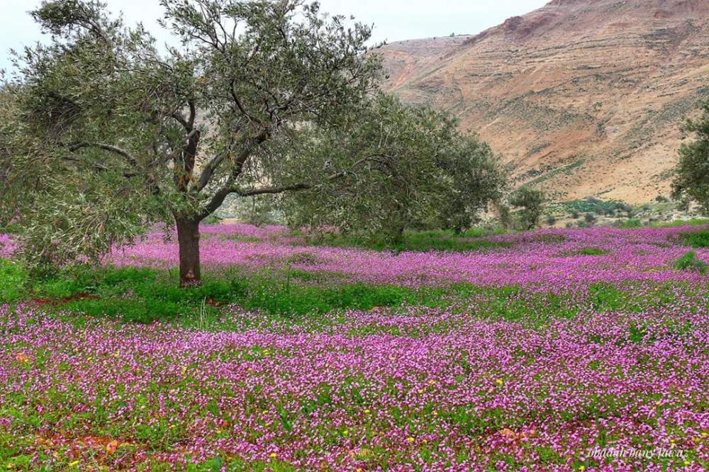 عودة مفاجئة لبرد الشتاء في عز الربيع