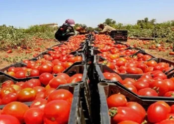 الزراعة تسمح برفع كمية البندورة المسموح بتصديرها