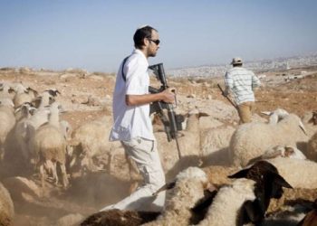 مستوطنون يسرقون 150 رأس غنم في المغير شرق رام الله