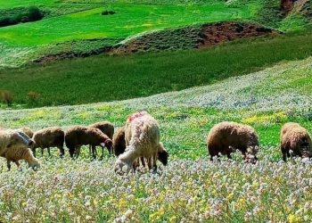 أمطار الخير تُنعش مراعي الأغوار الشمالية وتخفف كلف الأعلاف
