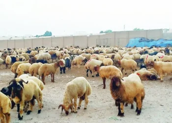 الكواليت : سعر الأضحية البلدية أقل من الروماني