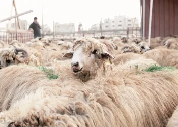 أمانة عمّان تبدأ الخميس استقبال طلبات بيع وذبح الأضاحي إلكترونيًا حتى 21 أيار