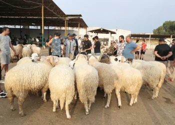 مربي المواشي : أسعار الأضاحي ستكون قريبة من العام الماضي