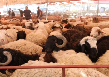 مواقع بيع الأضاحي في عمان – أسماء