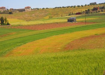الأرصاد: أجواء ربيعية معتدلة خلال عطلة عيد الأضحى في أغلب المناطق