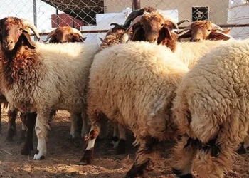 إقبال ملحوظ على أسواق الأضاحي في عمّان بأول أيام العيد