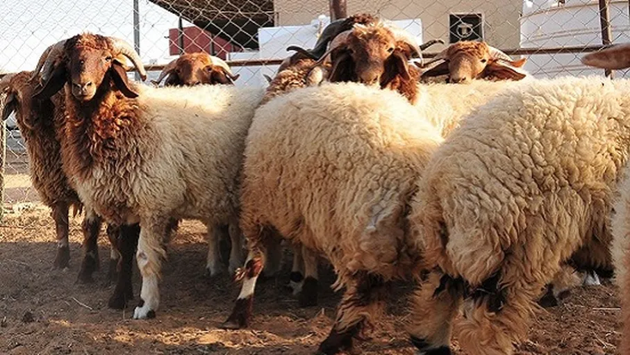 إقبال ملحوظ على أسواق الأضاحي في عمّان بأول أيام العيد