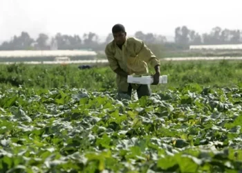 تعويض 320 مزارعا متضررا من الأحوال الجوية الأخيرة بـ 200 ألف دينار