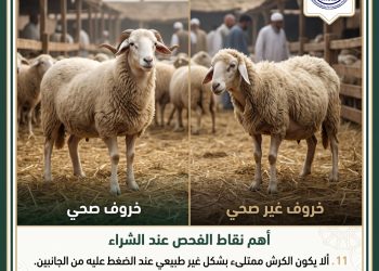 حماية المستهلك تقدم مجموعة من النصائح للراغبين في شراء الاضاحي