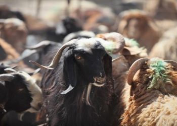الزراعة تطمئن الأردنيين: لا نقص بالأضاحي وأسعار الروماني من 5 إلى 6.25 دينار للكيلو