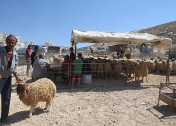 أمانة عمّان: لا مخالفات جسيمة بمواقع الأضاحي والرقابة مستمرة