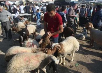 المستهلك تطالب المواطنين بالالتزام بالاماكن المحددة لذبح الاضاحي