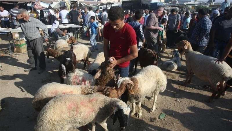 المستهلك تطالب المواطنين بالالتزام بالاماكن المحددة لذبح الاضاحي