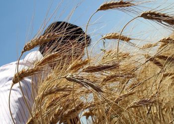 وزارة الزراعة تعلن البدء باستقبال الحبوب من المزارعين