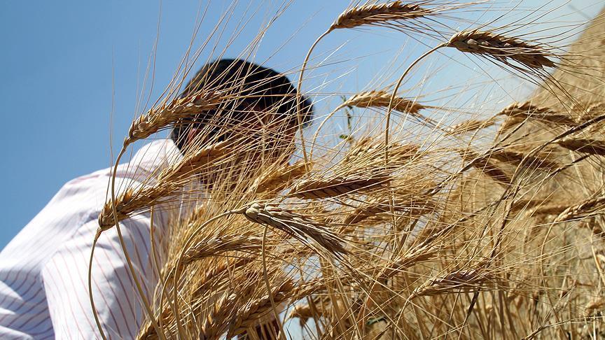 وزارة الزراعة تعلن البدء باستقبال الحبوب من المزارعين