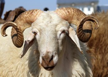 المؤسسة العسكرية: أضاح بأفضل الأسعار