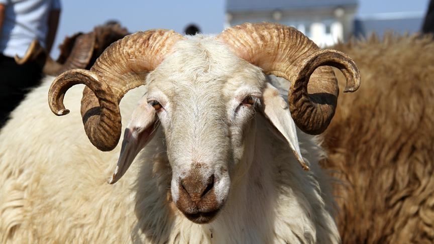 المؤسسة العسكرية: أضاح بأفضل الأسعار