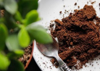كنز خفي..7 فوائد منزلية لبقايا القهوة