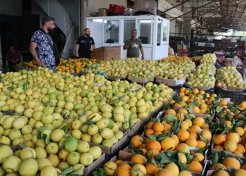 من الحقول إلى الموائد.. حرب الجنوب تخنق زراعة لبنان وأمنه الغذائي