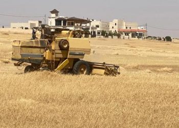 مختصون: توقعات بحصاد وفير من القمح والشعير مقارنة بالموسم الماضي