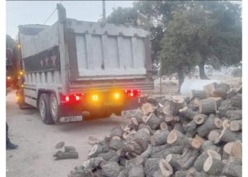 زراعة عجلون : ضبط مركبة محملة بحطب حرجي