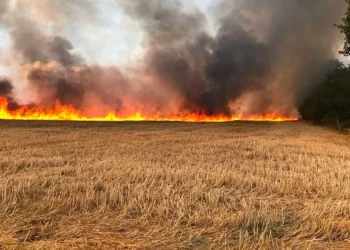 الزراعة: إجراءات لحماية محاصيل القمح وتقليل الخسائر